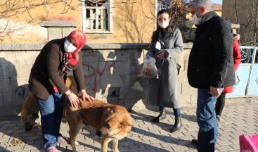 Sokak hayvanları için 40 kişilik ekip seferber oldu