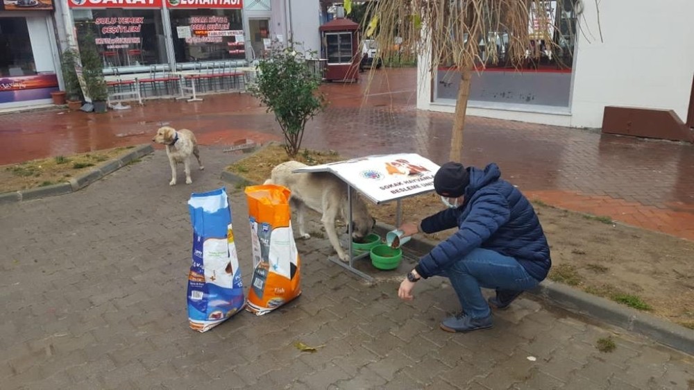 Sokak hayvanları için beslenme üniteleri oluşturuldu