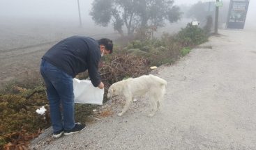 Sokak hayvanlarına mama desteği