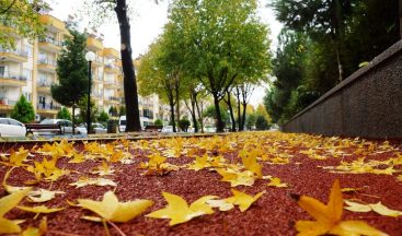 Sonbahara veda edemeyen şehir, sarıya büründü