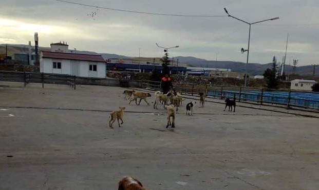 Sungurlu belediyesi sokak hayvanlarını kısırlaştırıyor
