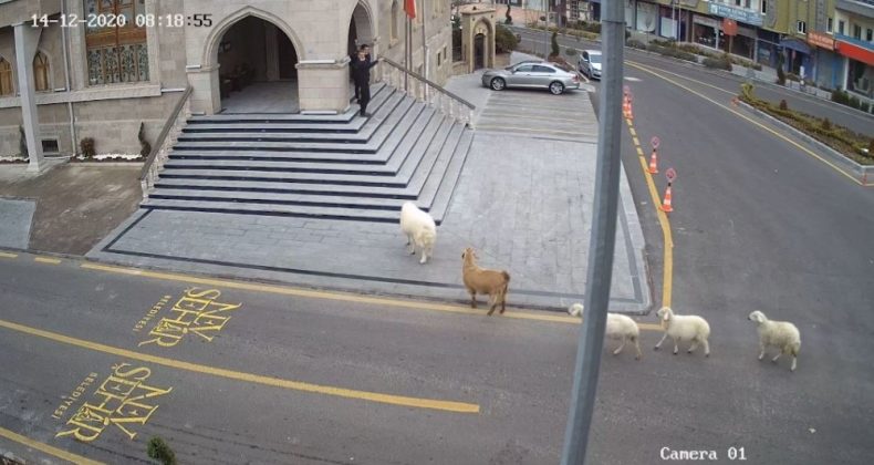 Sürüden kaçan keçi ve koyunlar Nevşehir Belediyesi’ni bastı