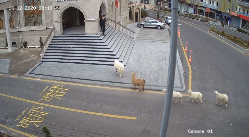 Sürüden kaçan keçi ve koyunlar Nevşehir Belediyesi’ni bastı