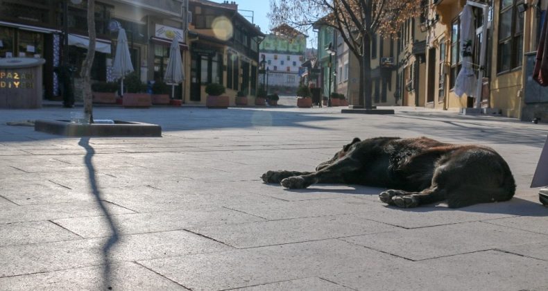 Tarihi bölge sokak hayvanlarına kaldı