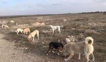 Tatlı ve tuzlu gıdalar sokak hayvanlarını ölüme kadar götürebiliyor