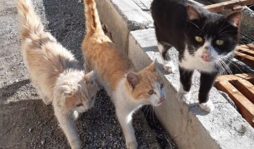 Tedavi altındaki can dostlar iyileşiyor