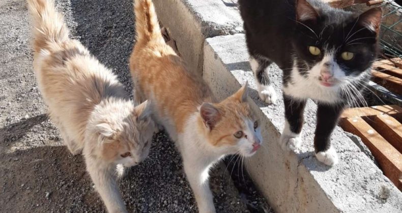 Tedavi altındaki can dostlar iyileşiyor