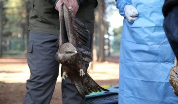 Tedavisi tamamlanan yaralı kuşlar doğaya bırakıldı
