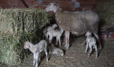 Tek batında 5 kuzu doğurdu