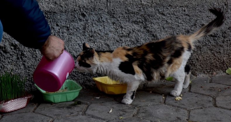Tepebaşı Belediyesi ekipleri iki günlük sokağa çıkma yasağı döneminde can dostları yalnız bırakmadı