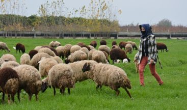 Tohumlar Yeşerdi, hayvanlar otlamaya başladı