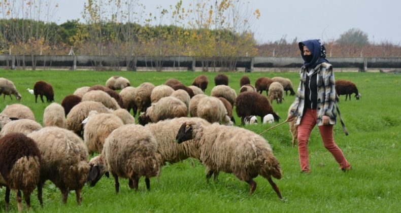 Tohumlar Yeşerdi, hayvanlar otlamaya başladı