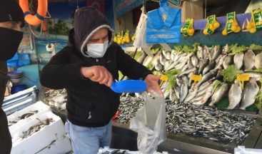 Tokat’ta hamsi fiyatları cep yakıyor