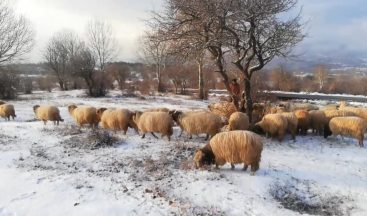 Tokat’ta yüksek kesimler beyaz örtü ile kaplandı