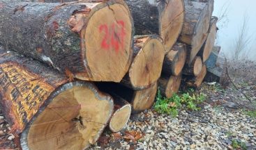 Tomruklar Rekor Fiyata Alıcı Buldu