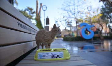 Trabzon’da sahipsiz canlara özel ilgi gösteriliyor