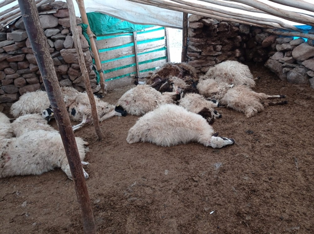 Tunceli’de bir ağılda 27 koyun izdihamdan telef oldu
