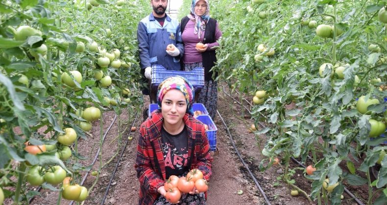 Türkiye’nin sebze meyve deposu Antalya’da kısıtlama sebze meyve üretimine engel olmadı