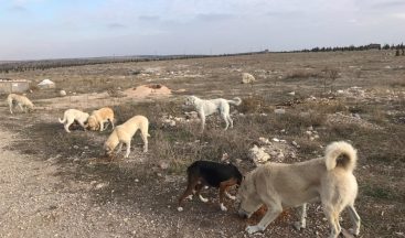 Vatandaştan ’Bu köpeklere biri baksın’ çağrısı