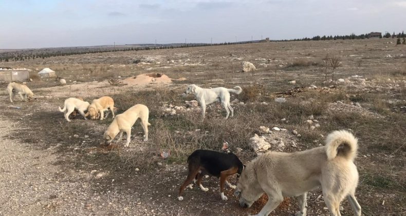 Vatandaştan ’Bu köpeklere biri baksın’ çağrısı