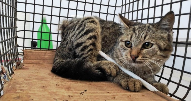 Vücuduna demir çubuk saplanan sokak kedisi kurtarıldı