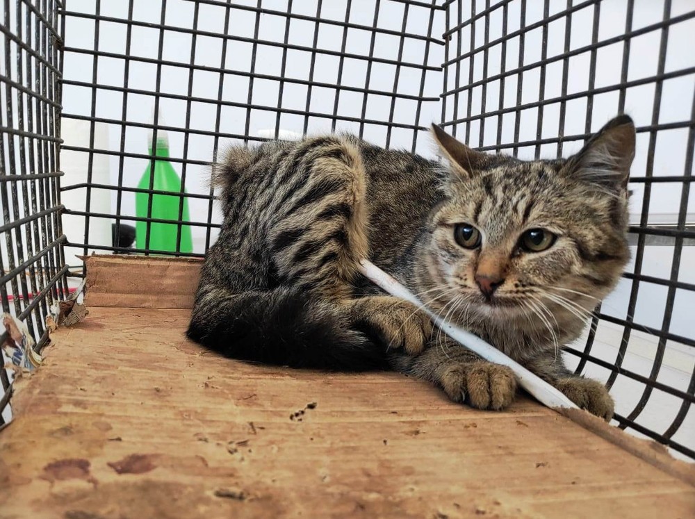 Vücuduna demir çubuk saplanan sokak kedisi kurtarıldı