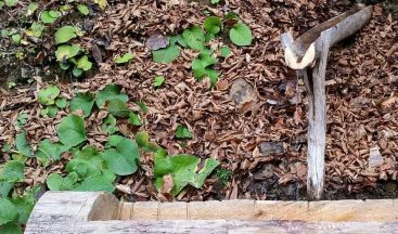 Yaban hayvanlarının imdadına yetiştiler