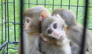 Yaralanan ve kaçakçılardan kurtarılan hayvanlar Gaziantep’te hayata tutunuyor