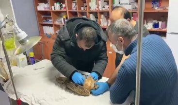 Yaralı bulunan şahin tedavi altına alındı