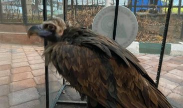 Yaralı kara akbaba tedavi altına alındı