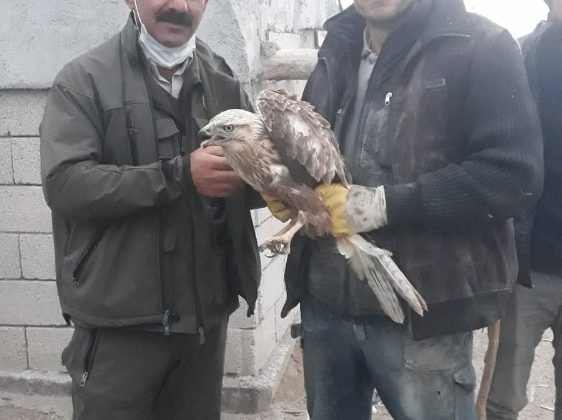 Yaralı şahine yardım eli