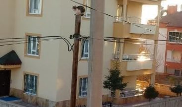 Yaramaz kedi başına gelenlerle gülümsetti