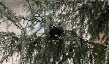 Yavru kedinin inadı, itfaiye ekiplerini dakikalarca uğraştırdı