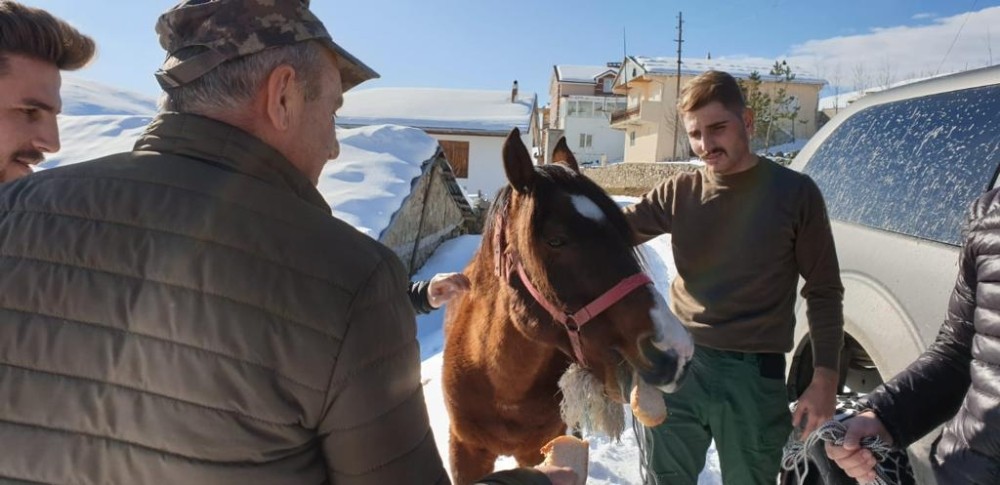 Yaylada ölüme terk edilen at günler sonra hayvanseverler tarafından kurtarıldı