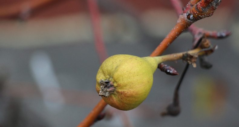 Yaz armudu aralık ayında yeniden meyve verdi