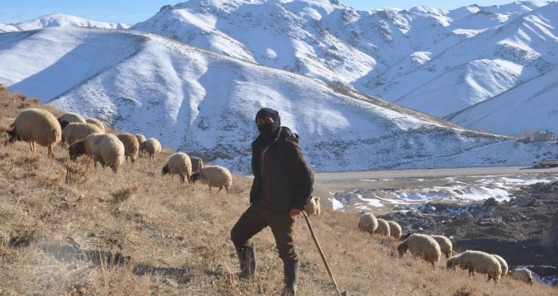 Yüksekova’daki besicilerin zorlu kış mesaisi