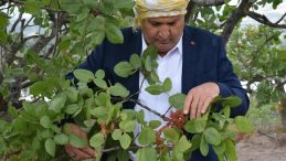 Yunusemre Belediyesi üreticiye 20 bin fidan dağıttı