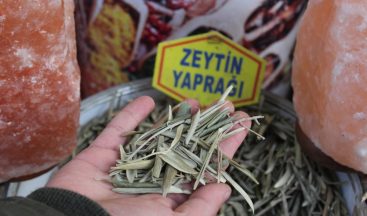 Zeytin yaprağı ve kekik bağışıklık sistemini güçlendiriyor