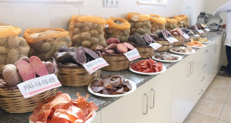 10 renkte cipslik yerli patates üretildi