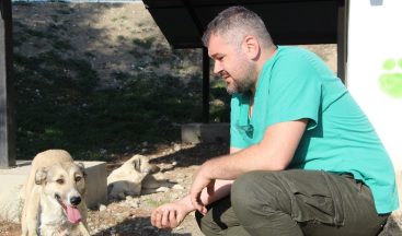 2 aylık iken yaralı bulunan Lady, 5 yıl sonra yuvaya döndü