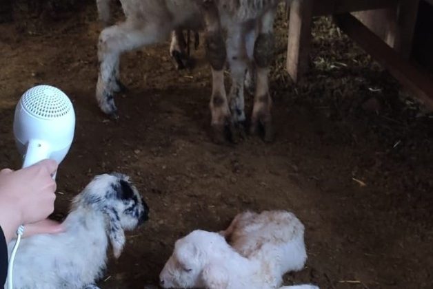 3 yıldır bir batında dördüz doğuruyor