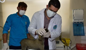 Açlıktan yürüyemeyen yavru köpeğin tedavisine başlandı