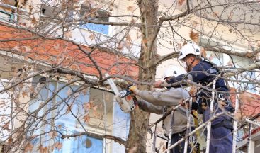 Ağaçlara budama ve bakım yapıldı