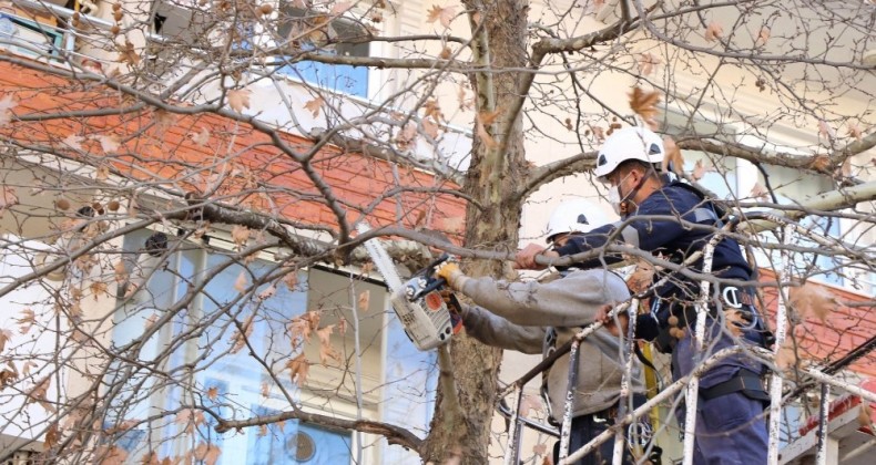 Ağaçlara budama ve bakım yapıldı
