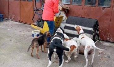 Akçakoca Belediyesinden sokak hayvanlarına mama desteği