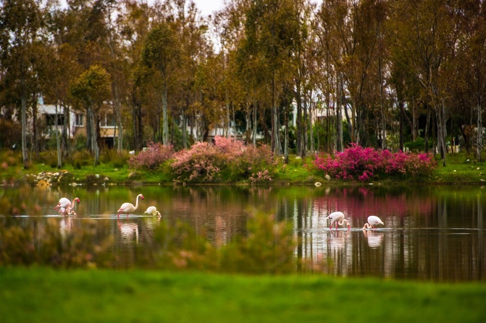 Aliağa’nın flamingolarından kartpostallık görüntüler