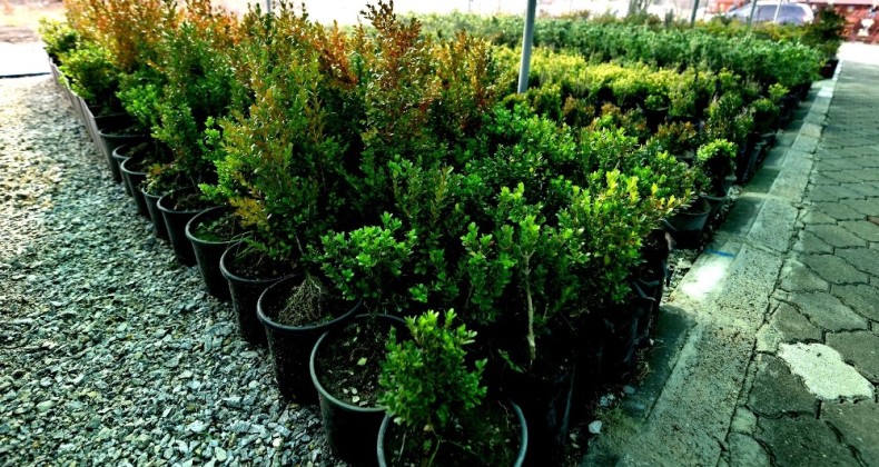 Altıeylül kendi bitkilerini yetiştiriyor