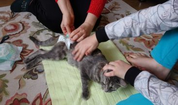 Altıncı kattan düşüp felç geçiren kediye çocukları gibi bakıyorlar