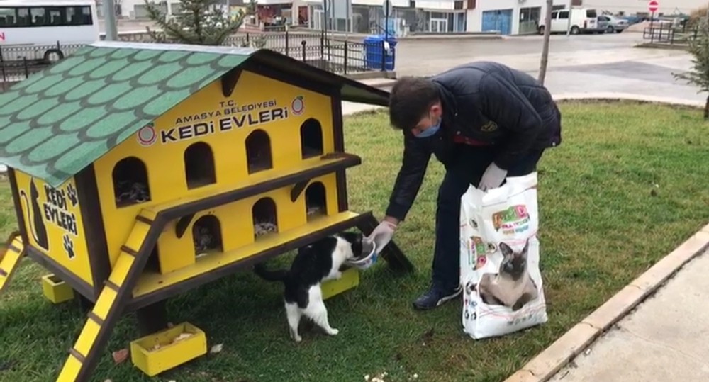 Amasya Belediyesi ekiplerinden sokak hayvanlarına yiyecek