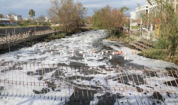 Antalya’da binlerce balığın ölümüyle ilgili 4 tesise ceza